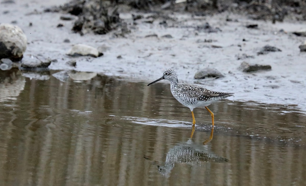 Greater Yellowlegs - ML634197947