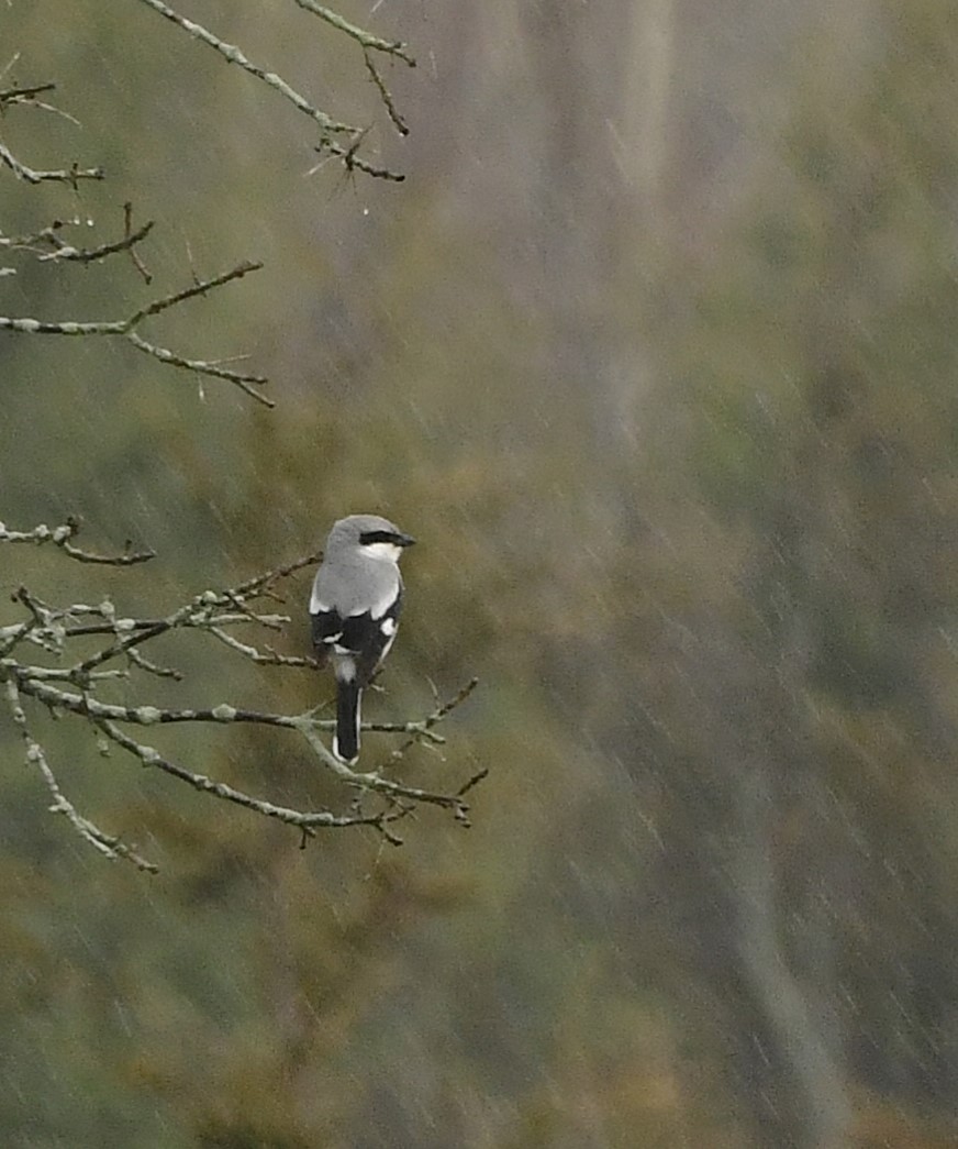 Loggerhead Shrike - ML634197968