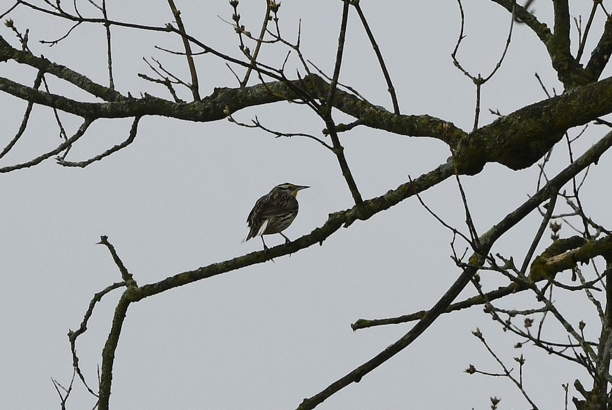 Eastern Meadowlark - ML634198003
