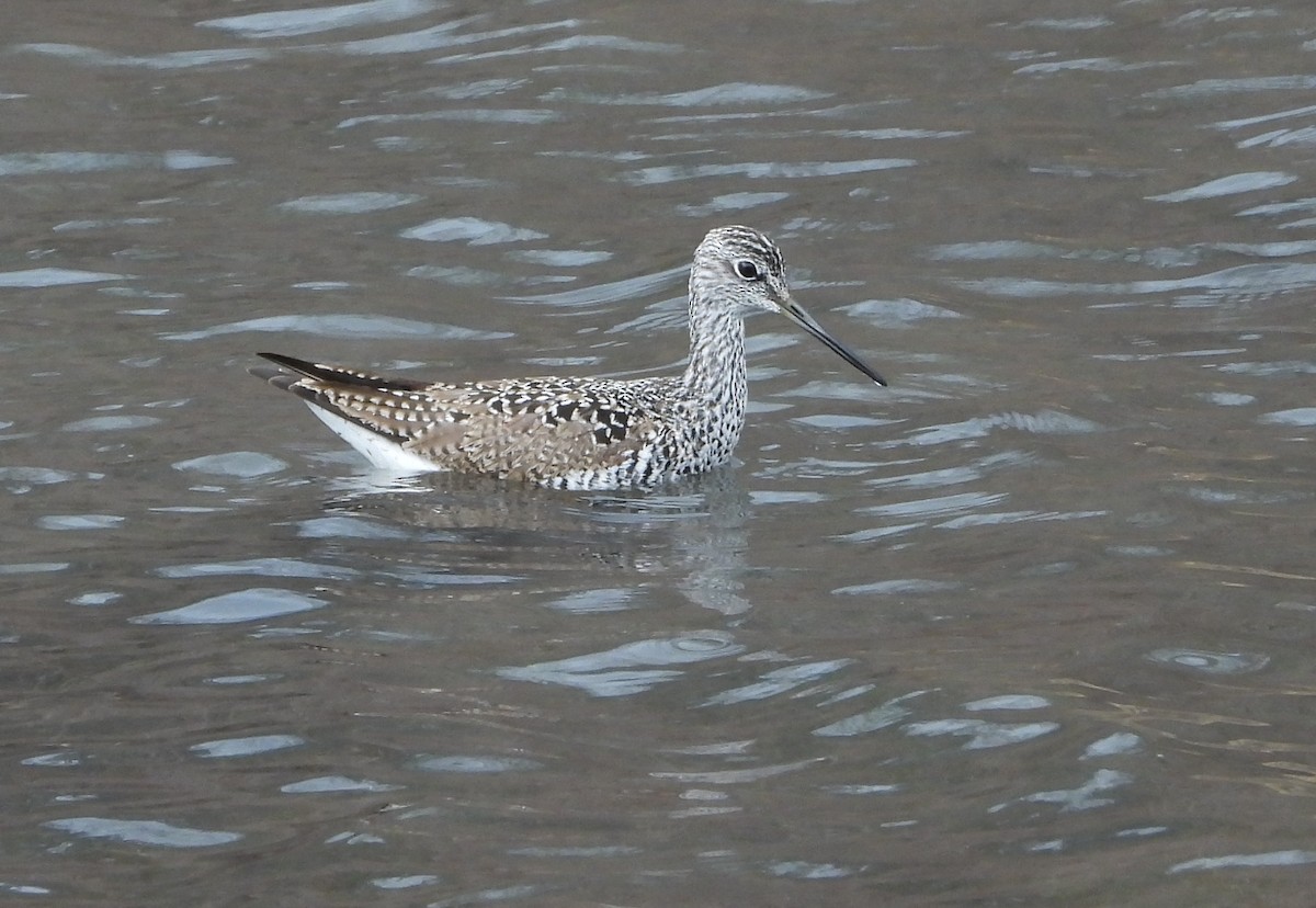Greater Yellowlegs - ML634198078