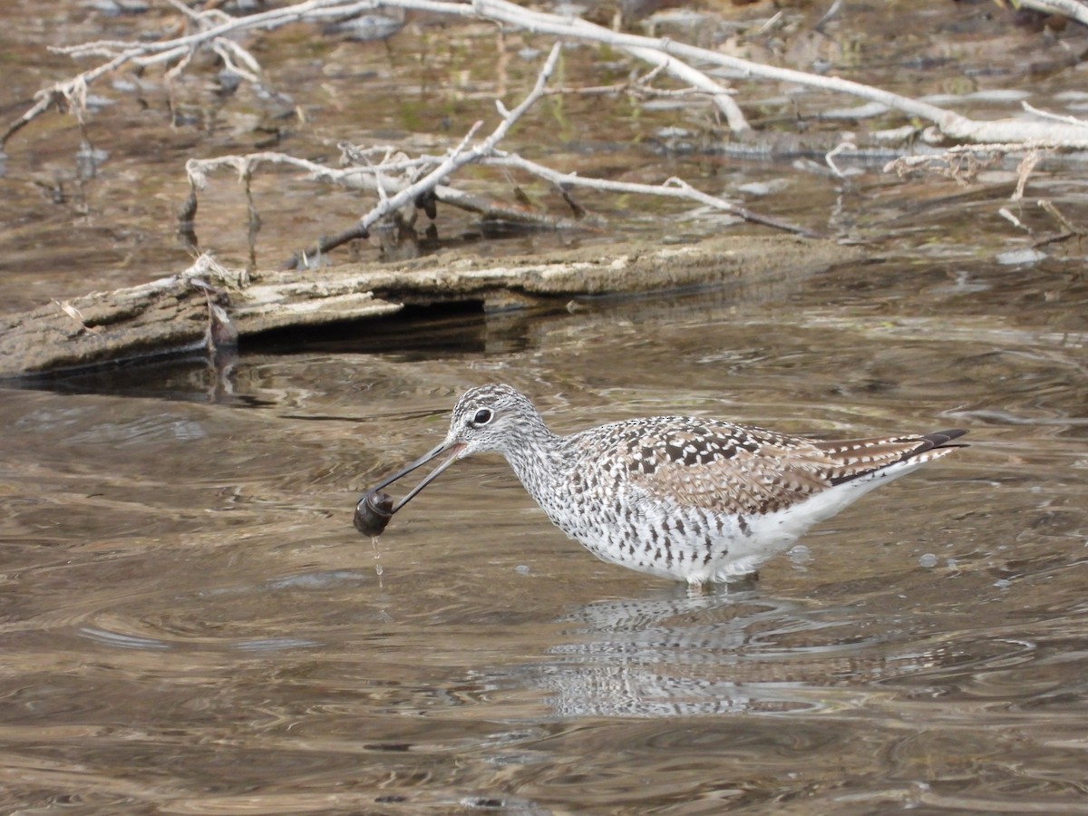 Greater Yellowlegs - ML634198096