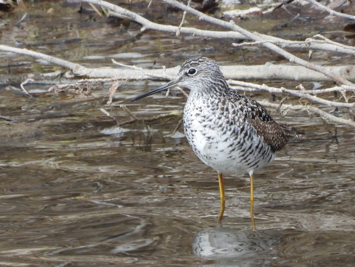 Greater Yellowlegs - ML634198128