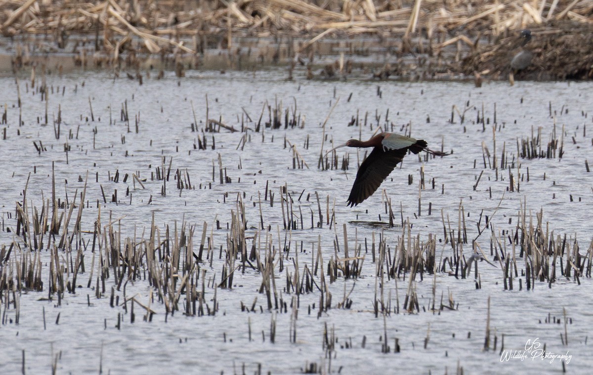 Glossy/White-faced Ibis - ML634198132