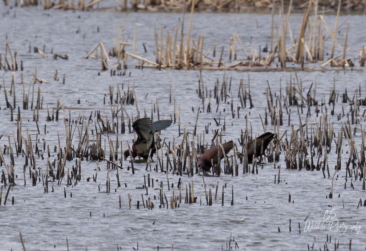 Glossy/White-faced Ibis - ML634198133