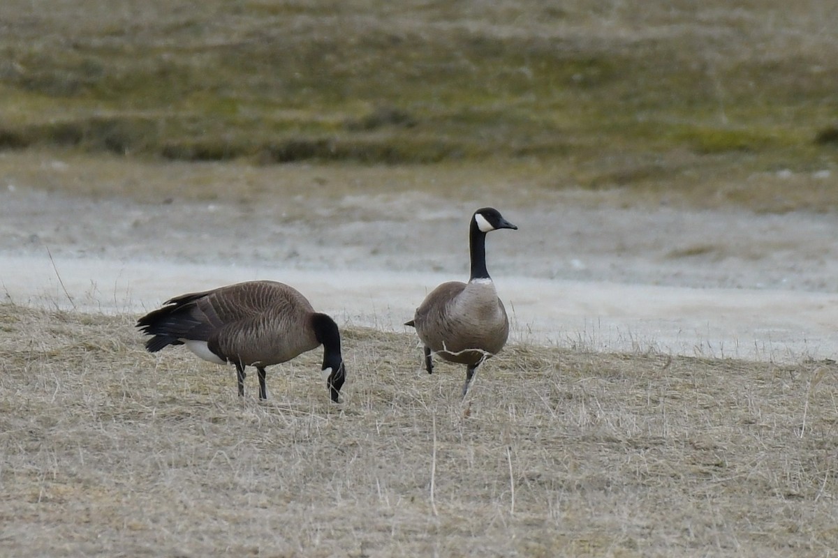 Canada Goose (canadensis Group) - ML634198185