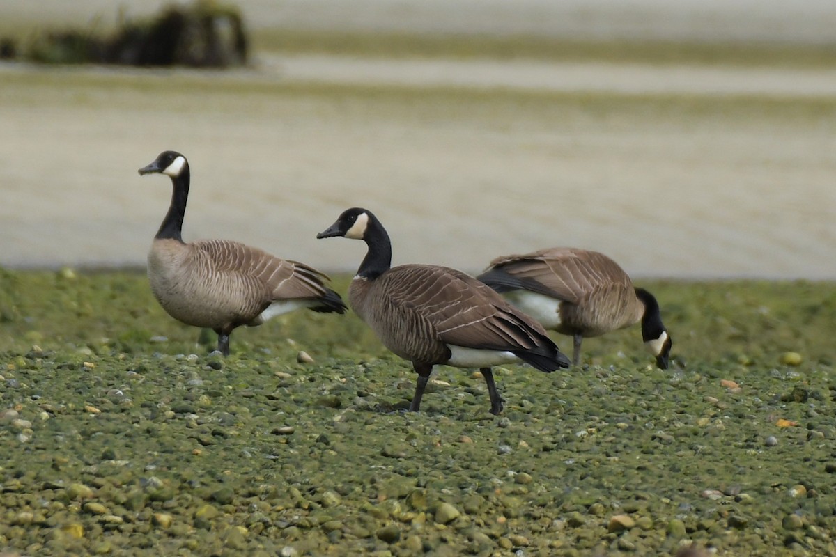 Canada Goose (canadensis Group) - ML634198186