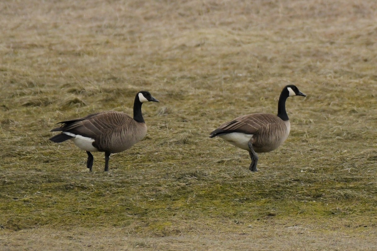 Canada Goose (canadensis Group) - ML634198187