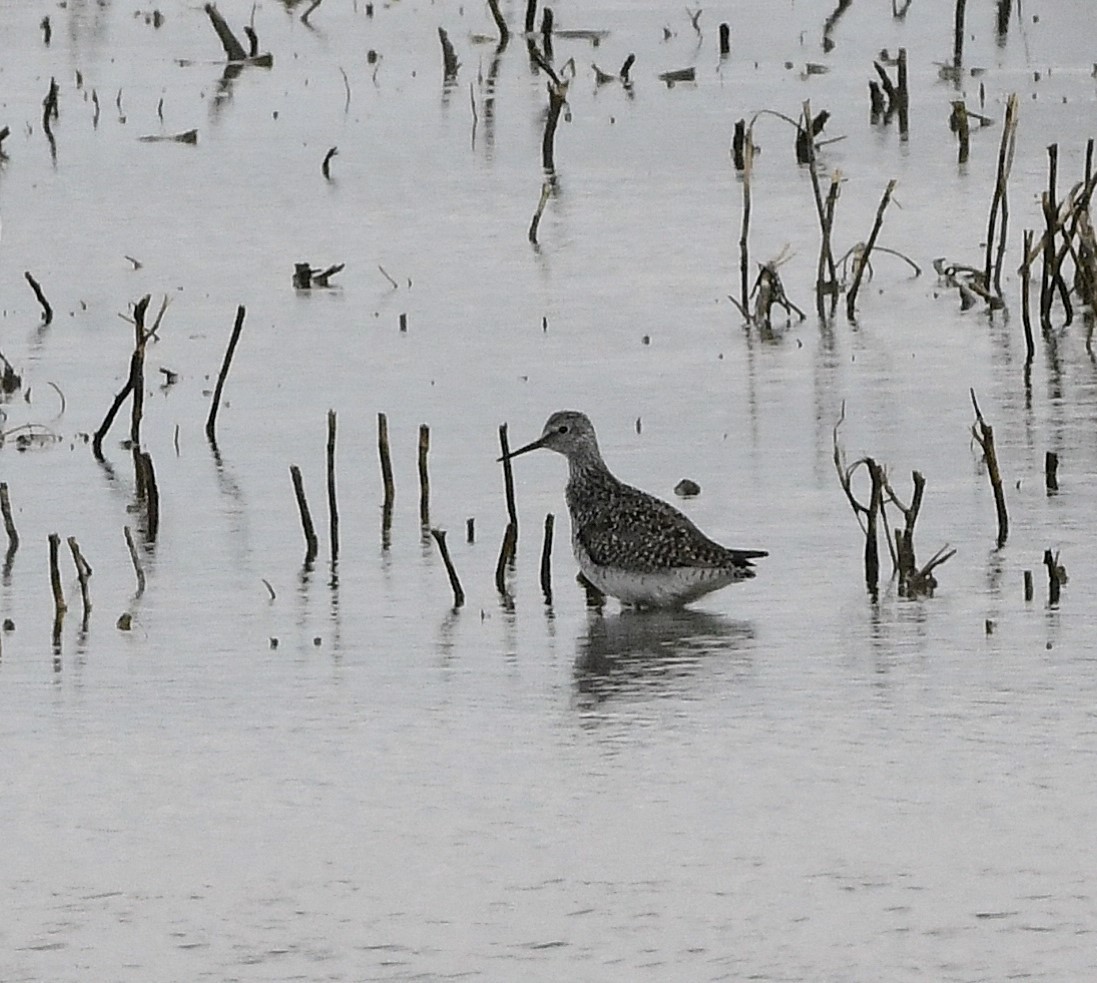 Lesser Yellowlegs - ML634198189