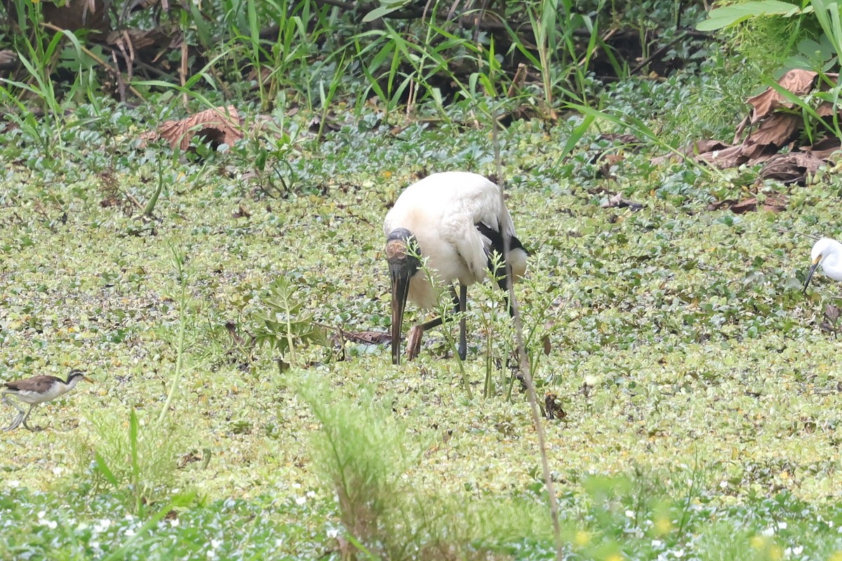 Wood Stork - ML634198297