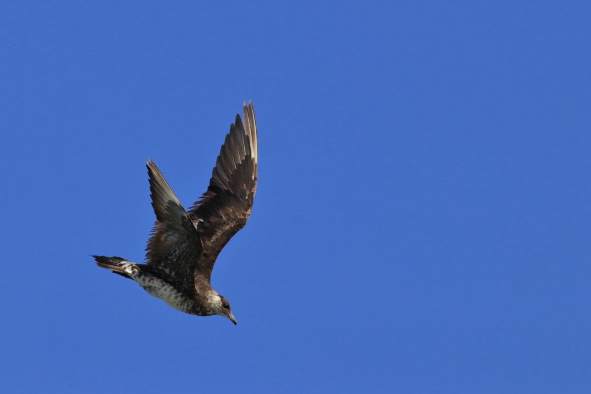 Parasitic Jaeger - ML634198305