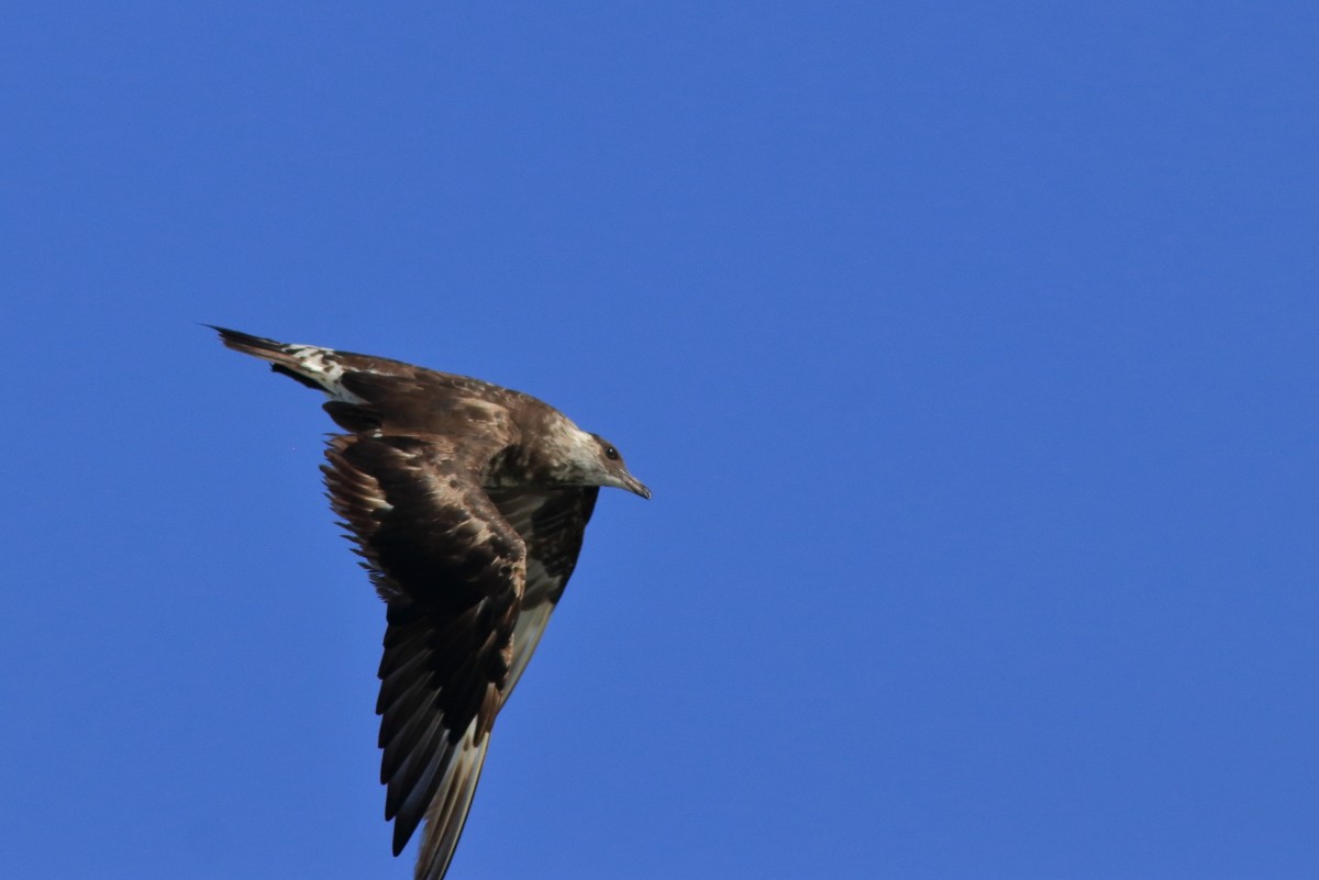 Parasitic Jaeger - ML634198306