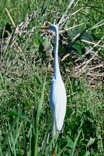 Great Egret - ML634198360