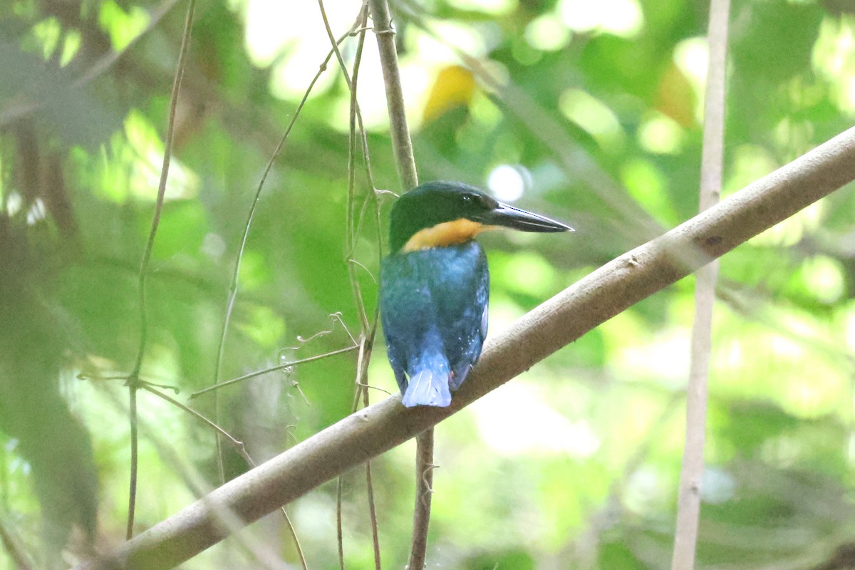Green-and-rufous Kingfisher - ML634198364