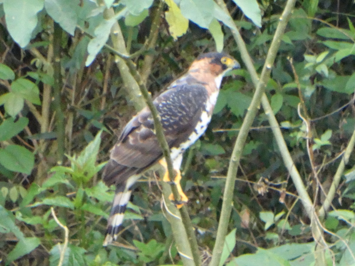 Gray-bellied Hawk - ML634198472