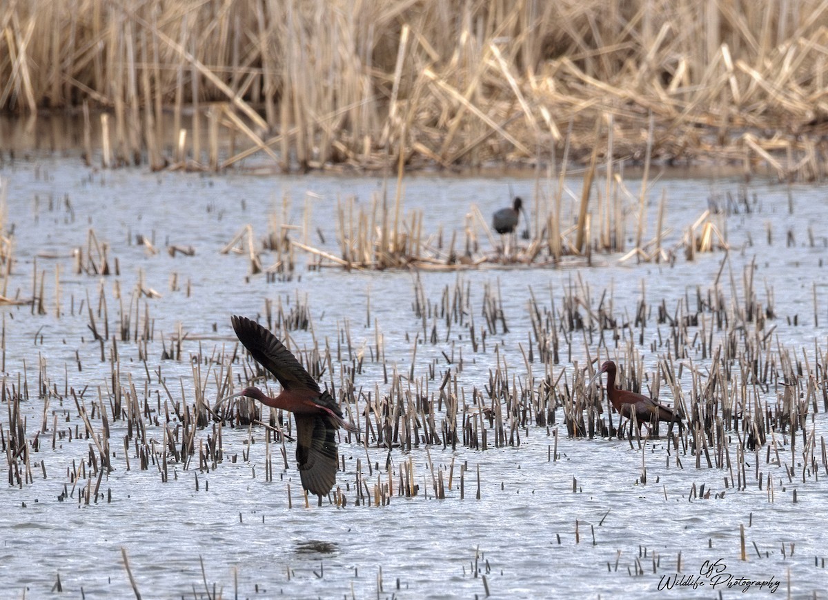 Glossy/White-faced Ibis - ML634198478