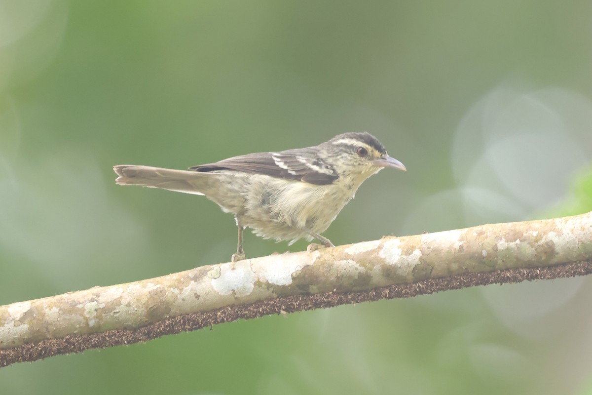 Double-banded Graytail - ML634198533
