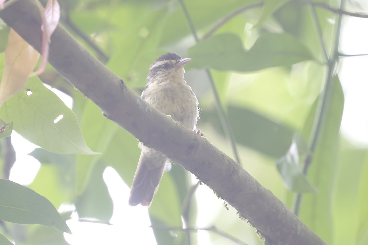 Double-banded Graytail - ML634198534