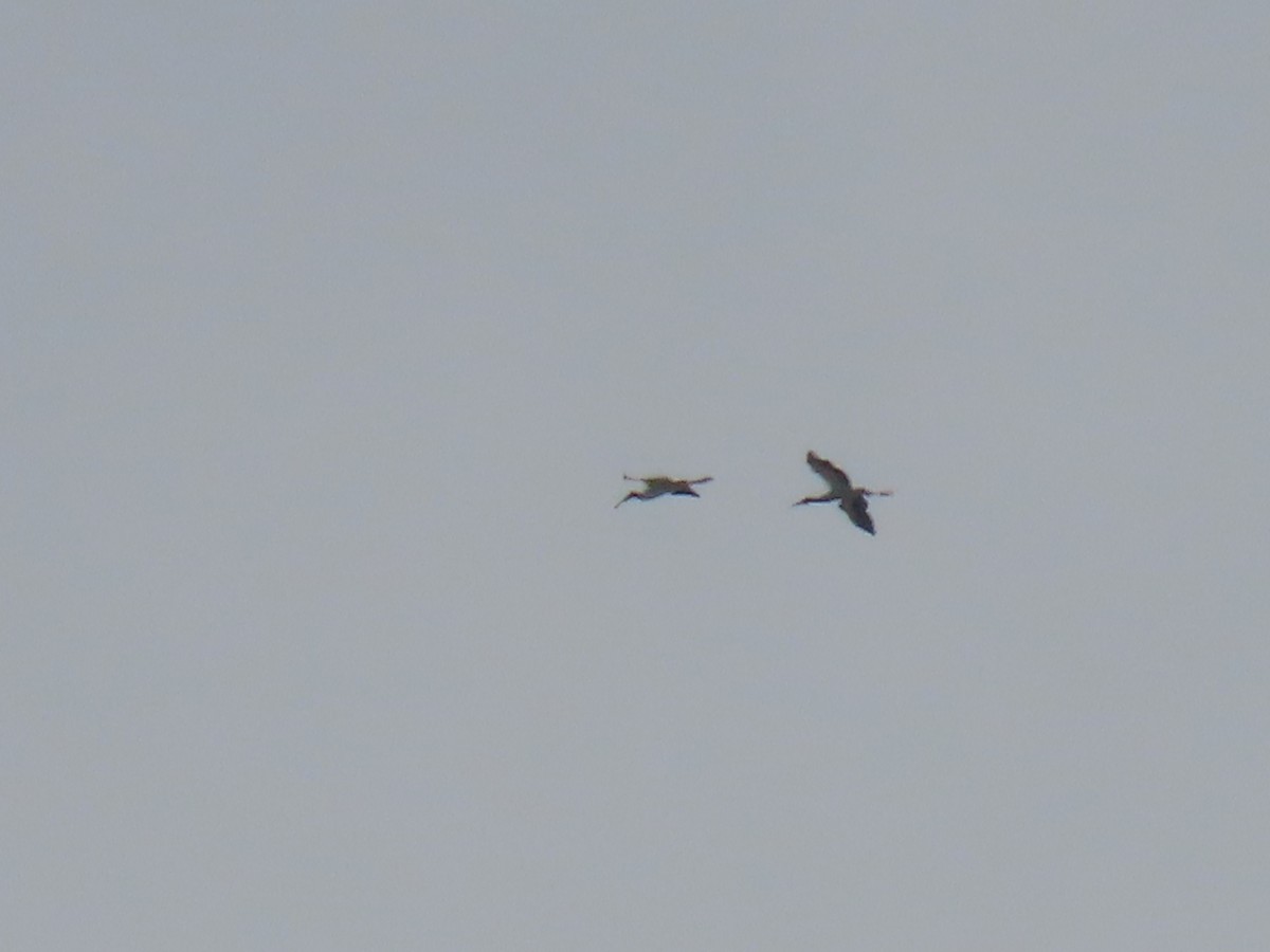 Wood Stork - ML634198739