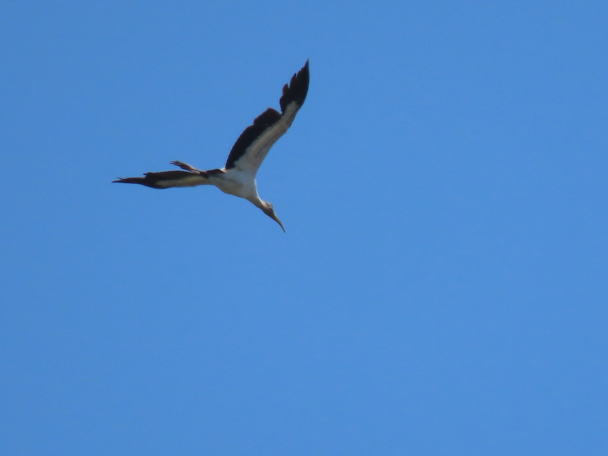 Wood Stork - ML634198740