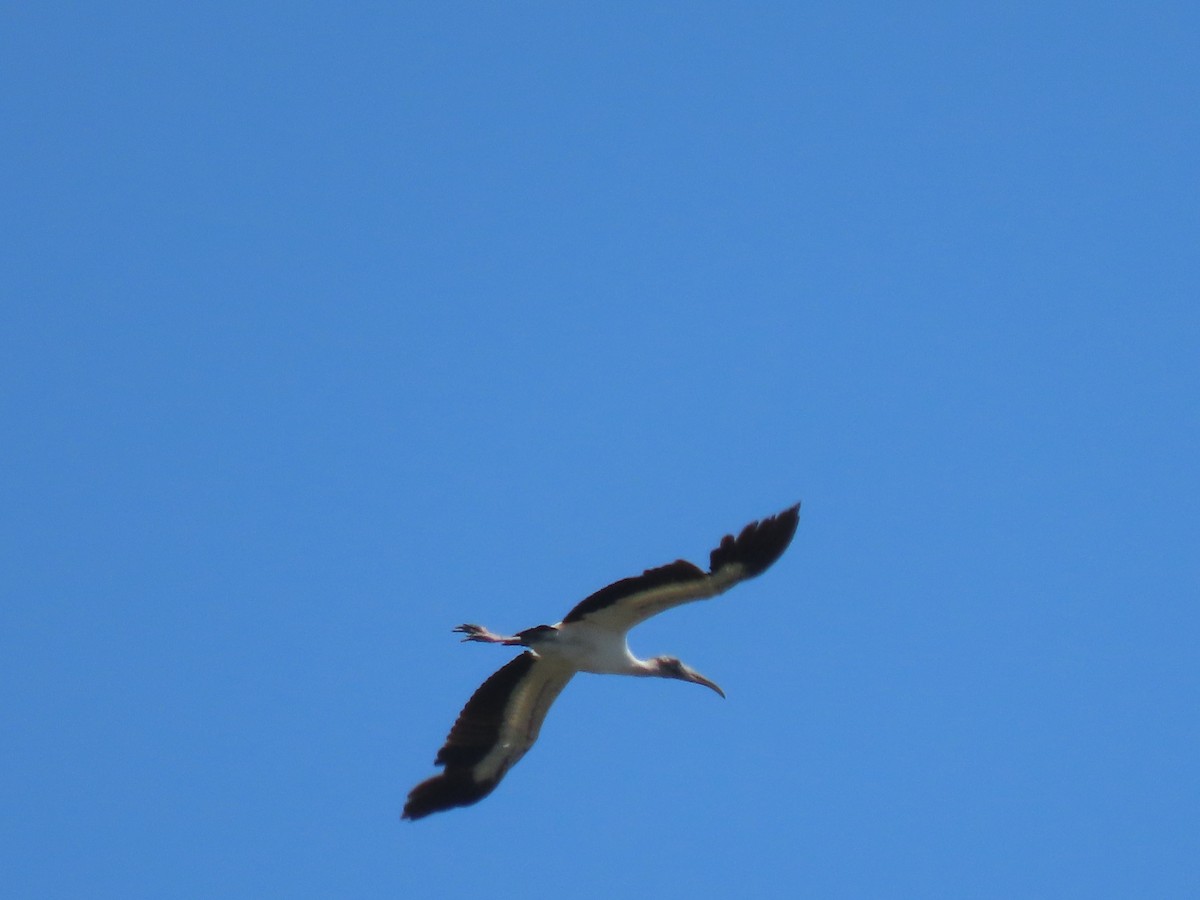 Wood Stork - ML634198741