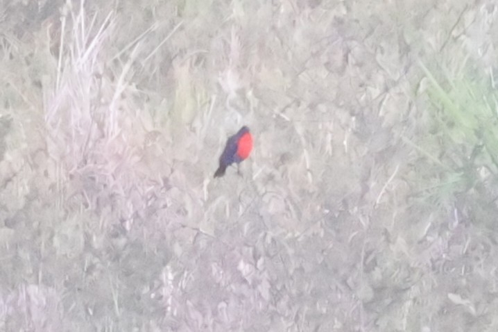 Red-breasted Meadowlark - ML634198848