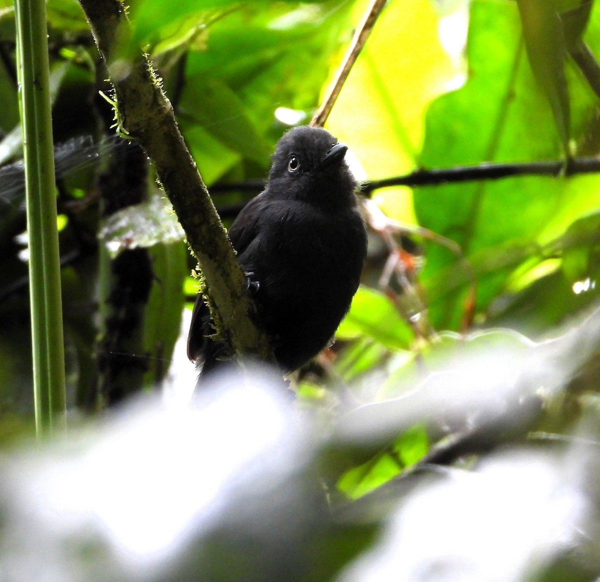 Uniform Antshrike - ML634198903