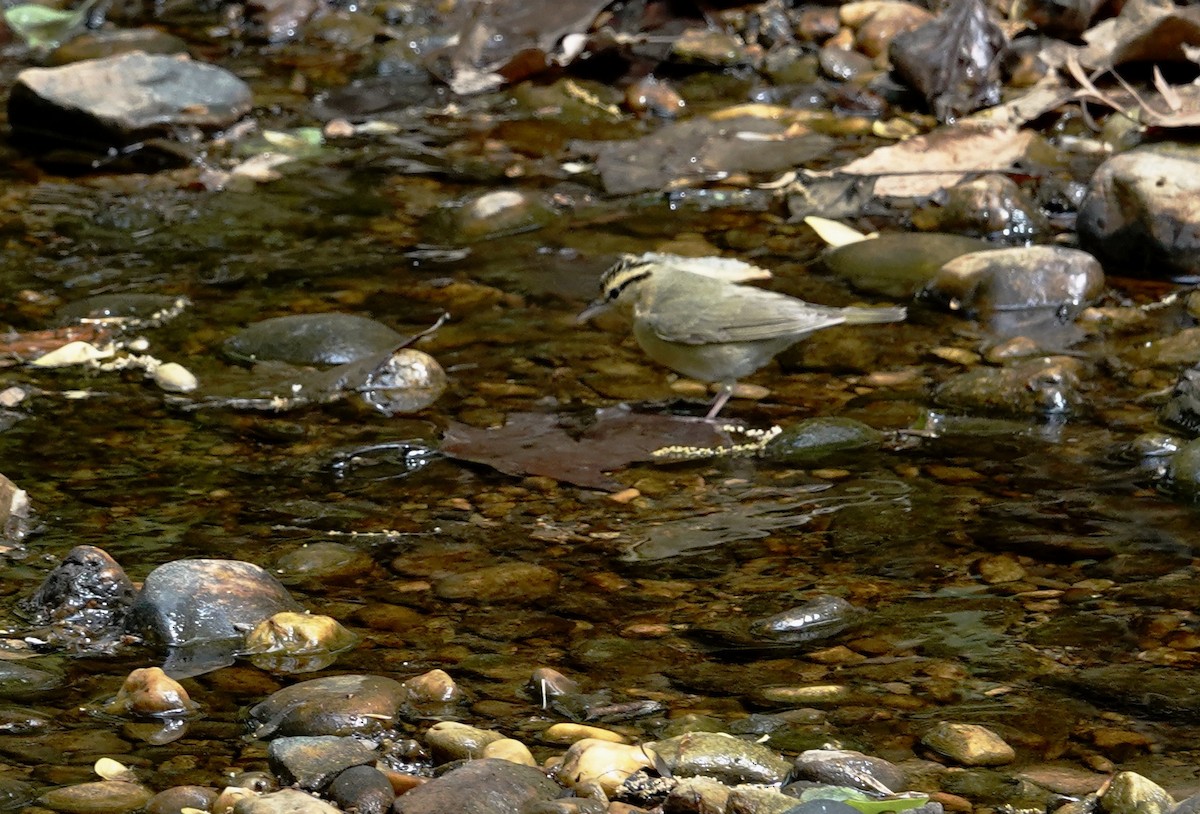Worm-eating Warbler - ML634198989