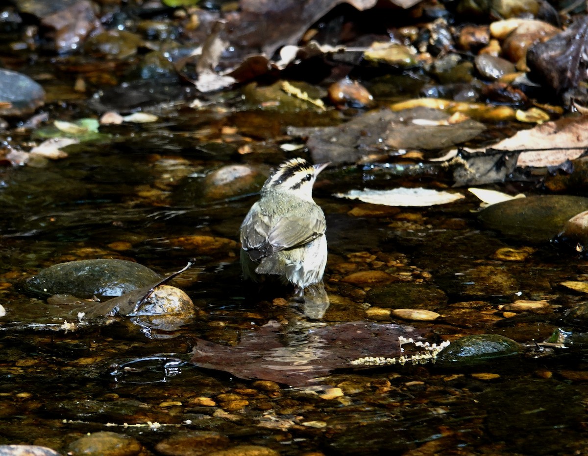 Worm-eating Warbler - ML634199000