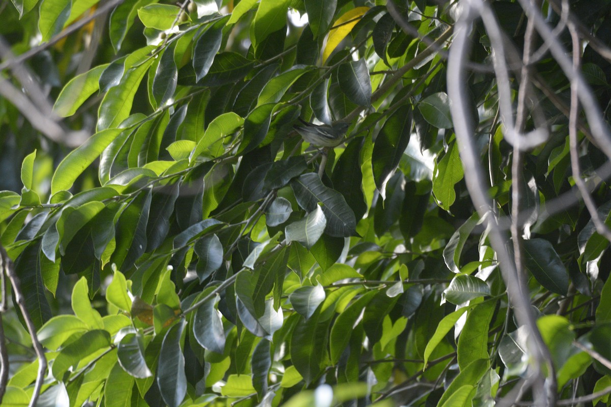 Cerulean Warbler - ML634199032