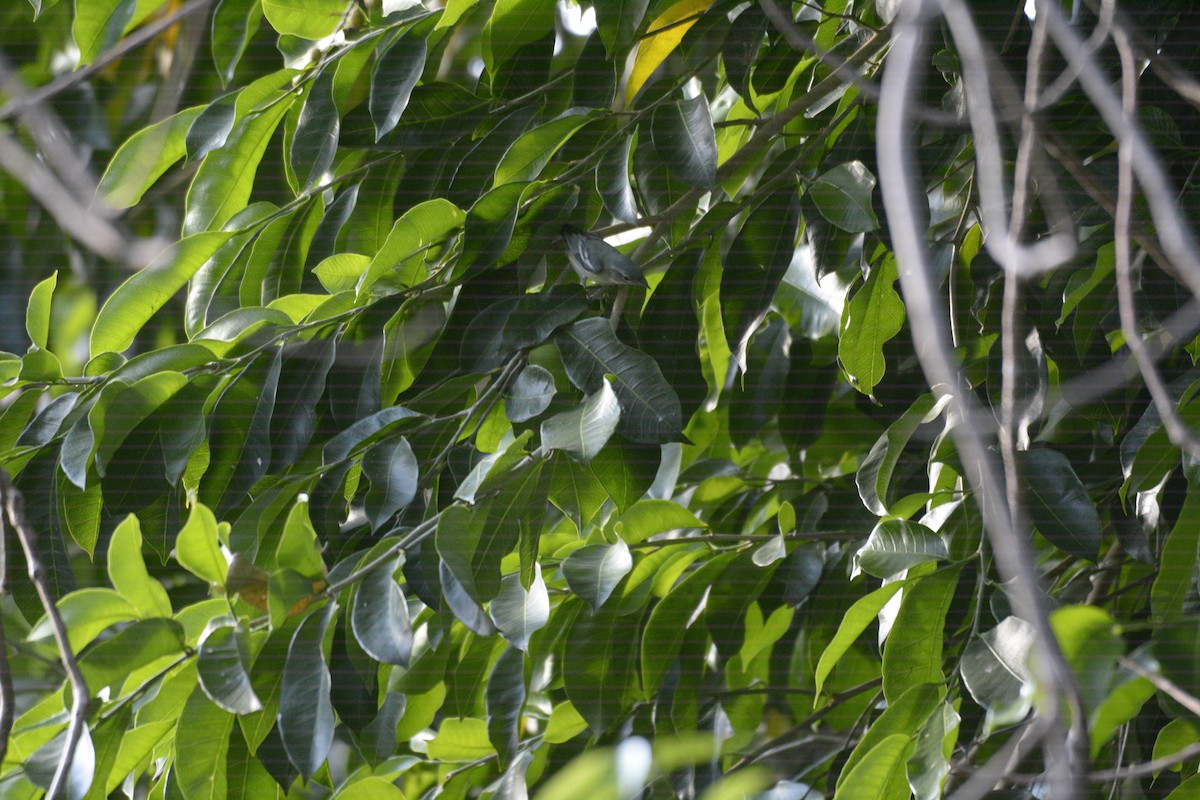 Cerulean Warbler - ML634199033