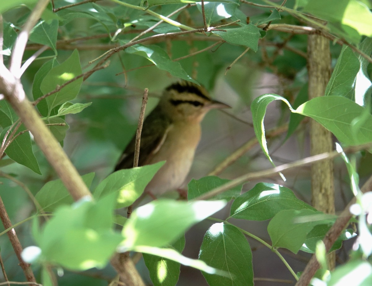 Worm-eating Warbler - ML634199045