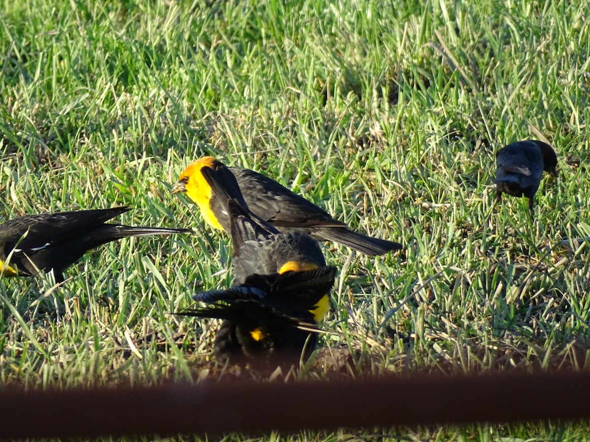 Yellow-headed Blackbird - ML634199053