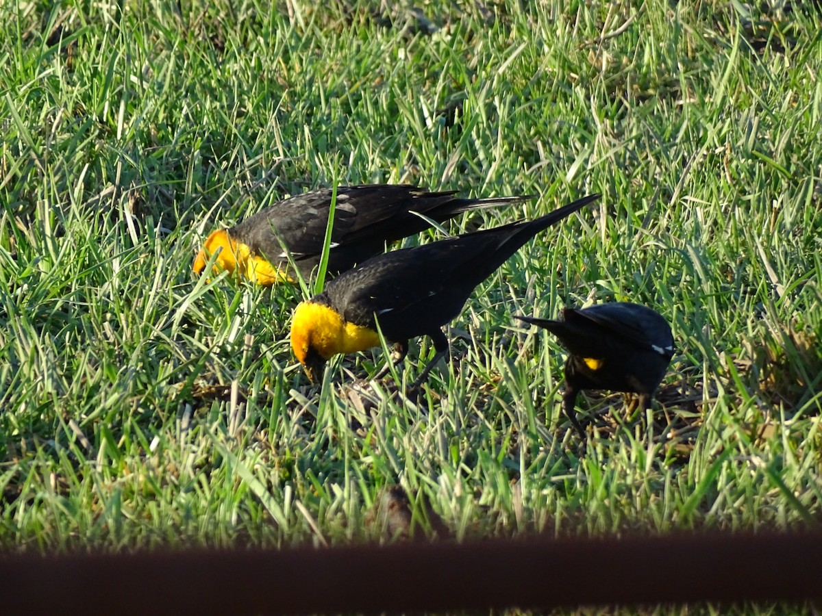 Yellow-headed Blackbird - ML634199054