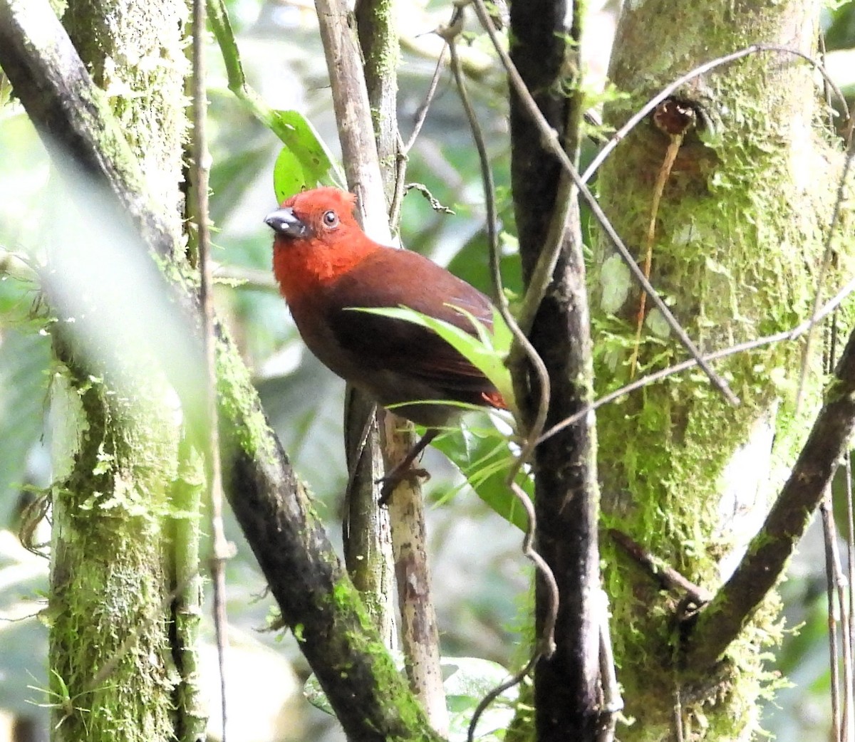 Crested Ant-Tanager - ML634199077