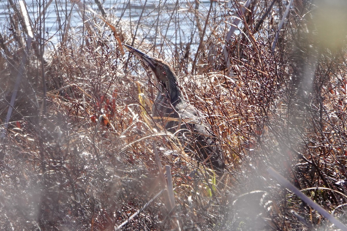 American Bittern - ML634199125