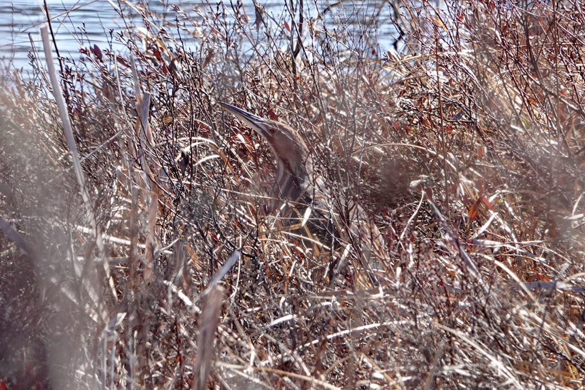 American Bittern - ML634199126