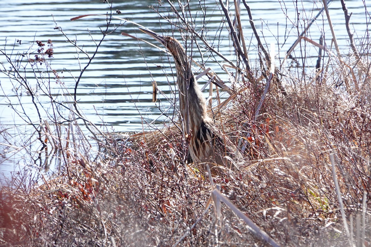 American Bittern - ML634199127