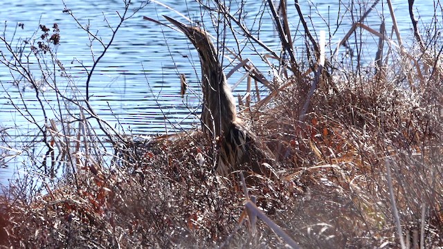 American Bittern - ML634199148