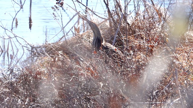 American Bittern - ML634199150