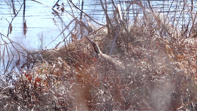 American Bittern - ML634199151