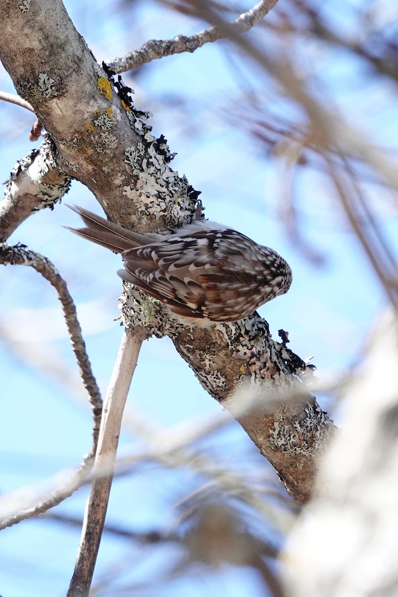 Brown Creeper - ML634199159