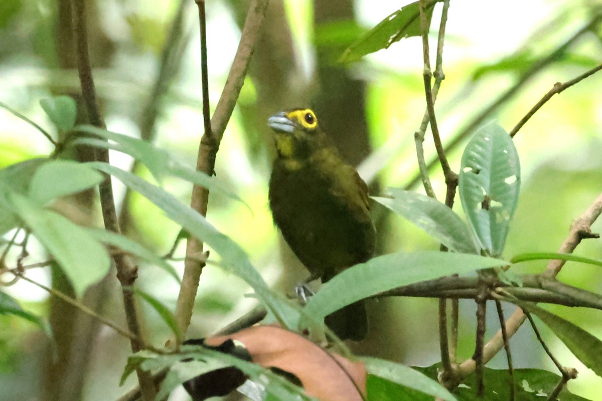 Lemon-spectacled Tanager - ML634199182