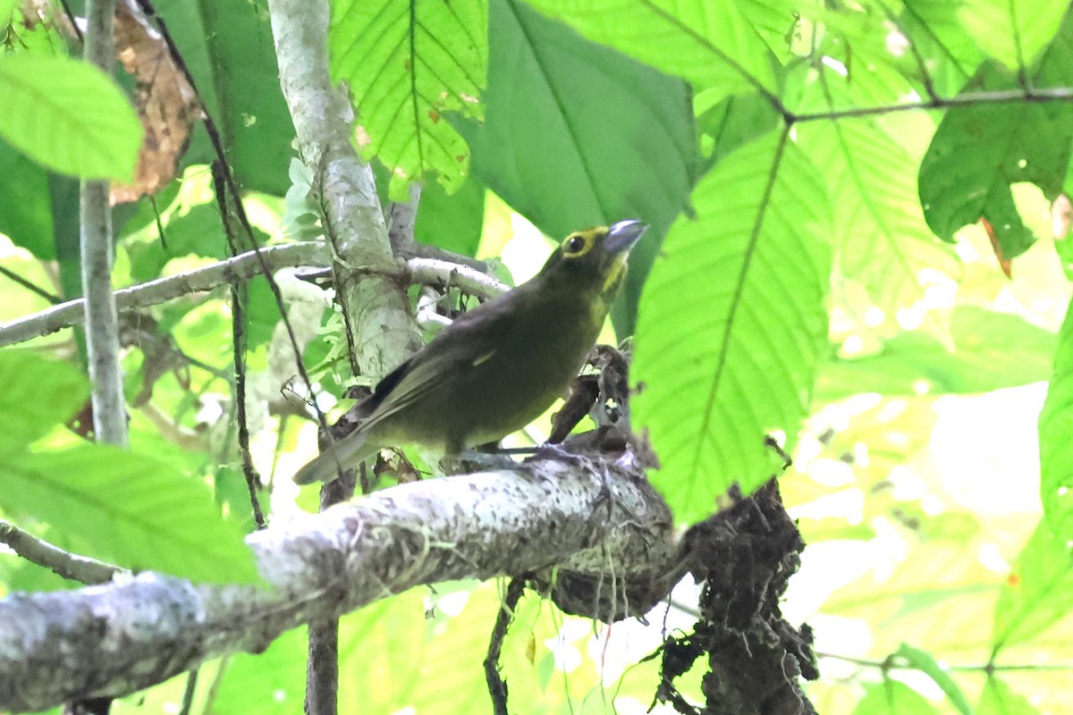 Lemon-spectacled Tanager - ML634199183