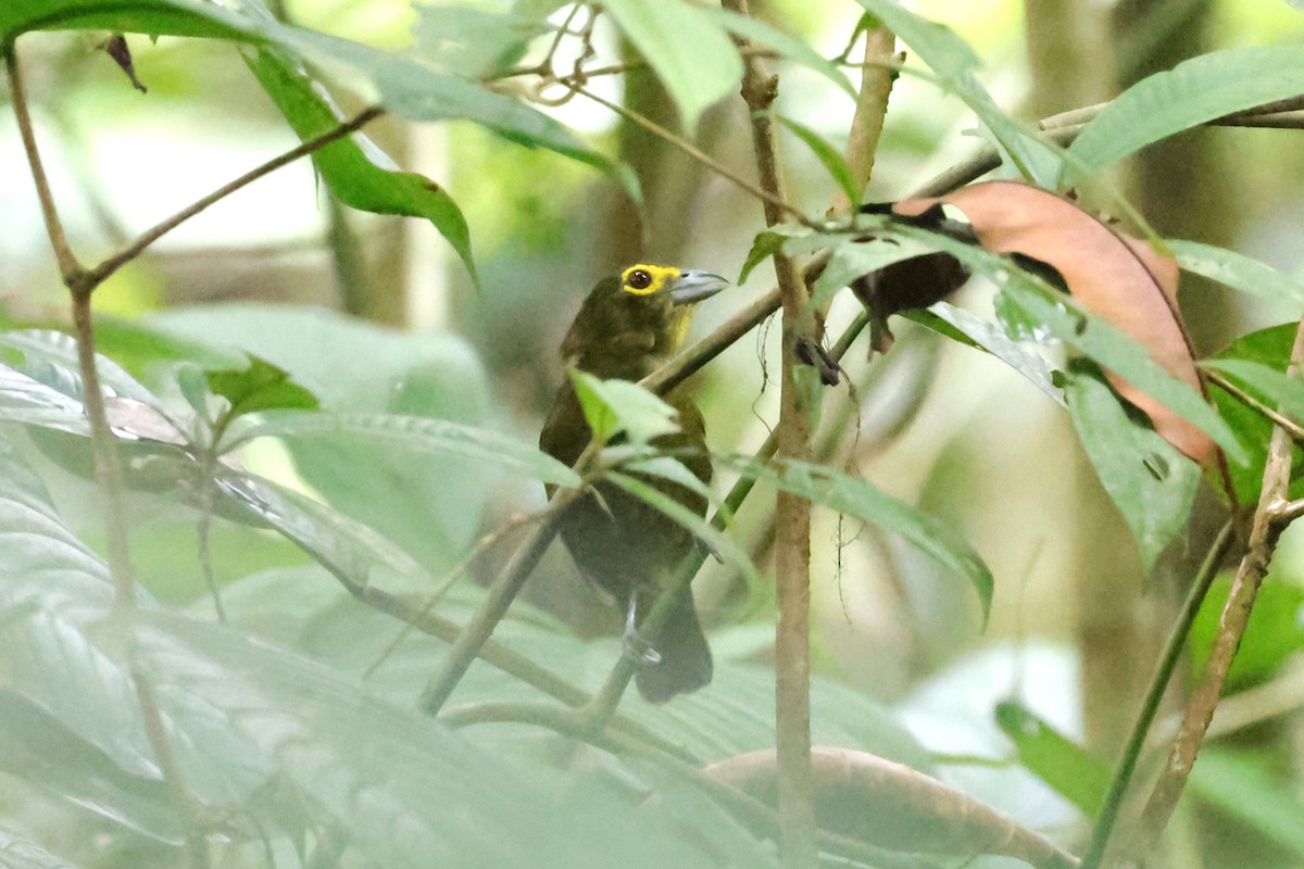 Lemon-spectacled Tanager - ML634199184