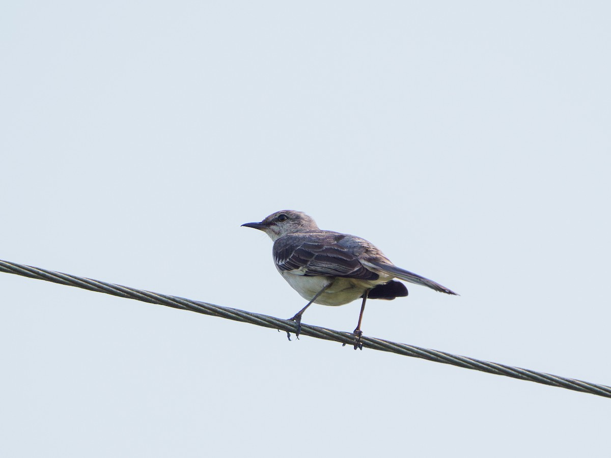 Northern Mockingbird - ML634199261