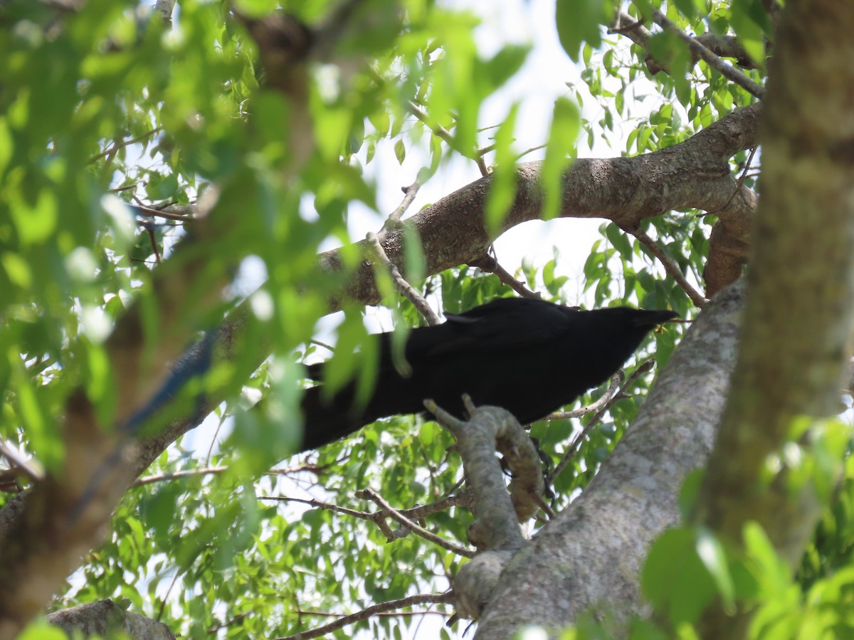 Fish Crow - ML634199309
