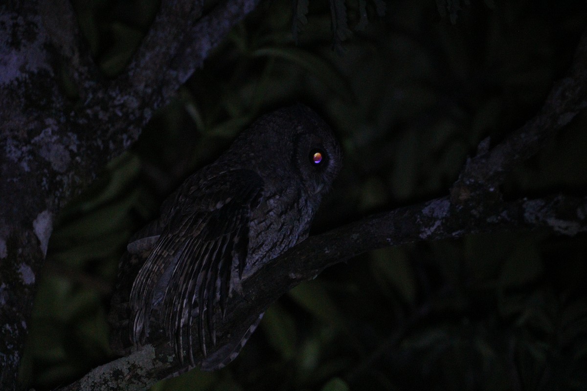 Long-tufted Screech-Owl - ML634199355