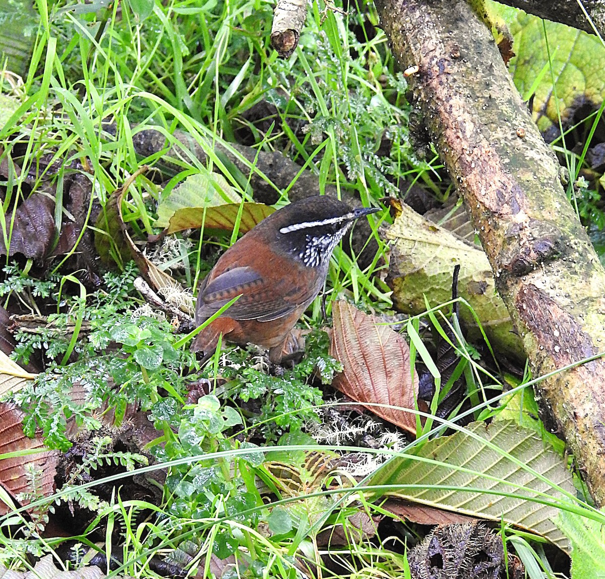 střízlík šedoprsý - ML634199464