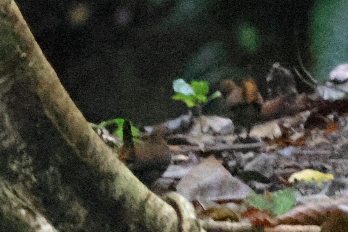 Black-faced Antthrush (Central American) - ML634199574