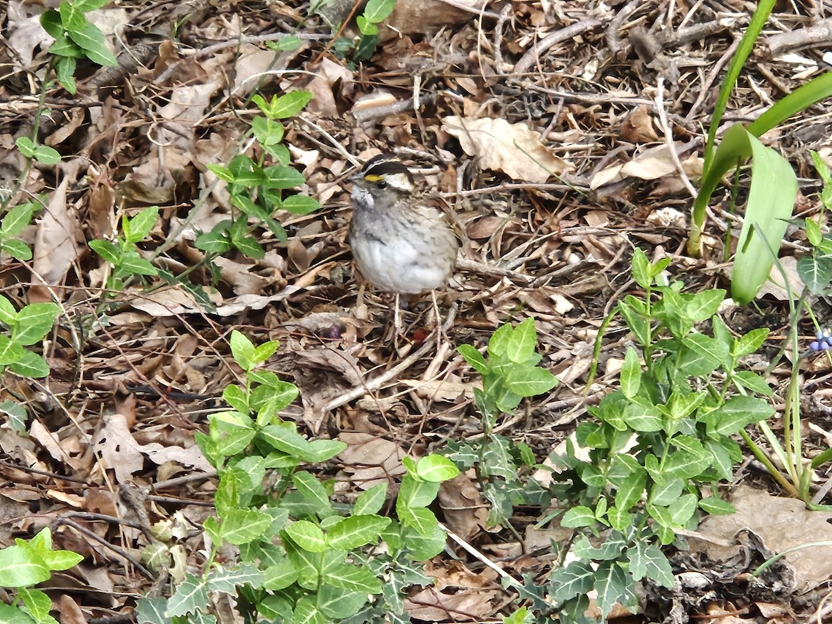 White-throated Sparrow - ML634199743